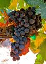 Bokisch Vineyards Tempranillo, Lodi. (Photo courtesy of Lodi Winegrape Commission)